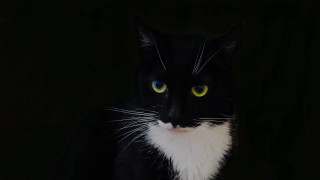 Black white cat yellow eyes 18 - symmetrical eye free wallpaper