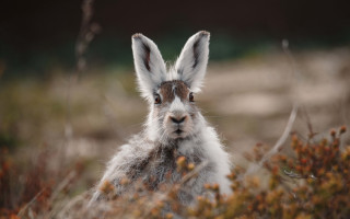 Rabbit field blurry ecological puzzle - a small rabbit free wallpaper