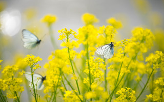 Butterflies yellow flower field autumn - two butterfly free wallpaper