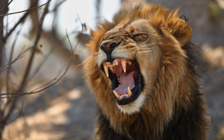 Lion open mouth wildlife photo - mouth free wallpaper