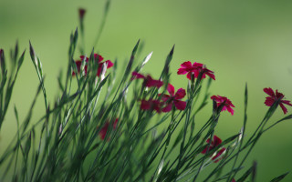 Red flower grass macro shallow - red flower free wallpaper