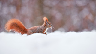 Squirrel snowy background nature award - a squirrel free wallpaper for desktop