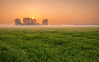 Foggy field trees sunset gradient - fog and trees free wallpaper