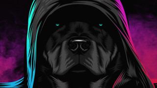 Dog hooded jacket purple blue - jacket free wallpaper for desktop