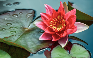 Red flower floating pond lilypads - a pond of water free wallpaper