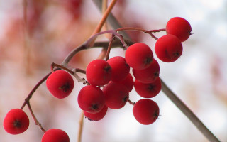 Berries leaves blurry background macro - berry free wallpaper