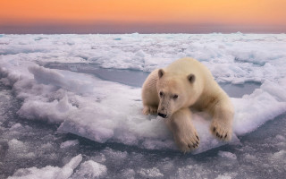 Polar bear ice floe sunset - the sun setting free wallpaper