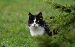 Black cat sitting grass sad - cat free wallpaper for desktop