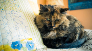 Cat bed pillow cat picture - movement free wallpaper