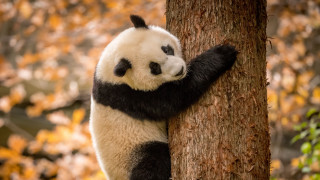 Panda climbing tree autumn leaves - a tree trunk free wallpaper