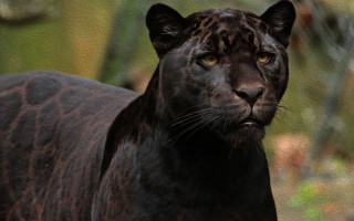 Black leopard yellow eyes sumatraism - a blurry background of trees and bushes free wallpaper for desktop