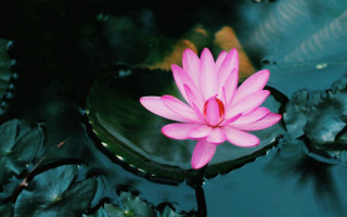 Pink flower floating pond lilies - the light free wallpaper
