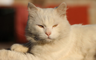 White cat yellow eyes sad - yellow eye free wallpaper