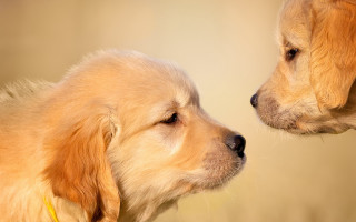 Two dogs sad look looking - two dog free wallpaper
