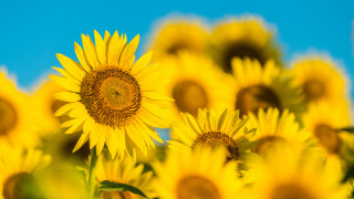 Sunflower field summer vibrancy blue - a few green leaf free wallpaper