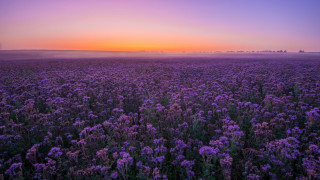 Purple flower sunset foggy sky - betye saar free wallpaper