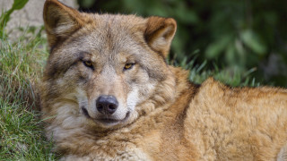 Wolf laying grass closed eyes - a wolf free wallpaper