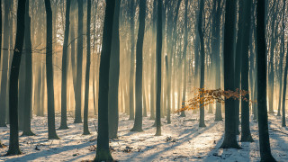 Snowy forest sunshine jigsaw nature - tree and snow free wallpaper