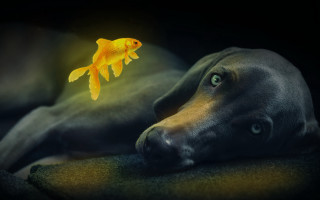 Dog couch goldfish glowingfish magicrealism - a goldfish free wallpaper