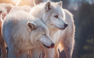 White wolf sunlight close animals - the sun light free wallpaper