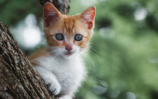 Small kitten on branch curious - curious free wallpaper for desktop