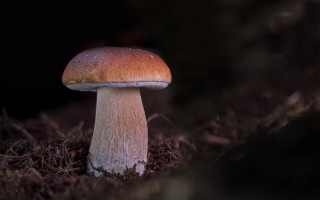 Mushroom growing dark forest macro - the dark forest free wallpaper