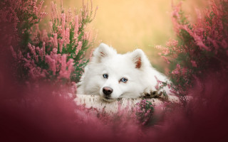 White dog flower field blue - a white dog free wallpaper