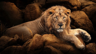 Lion on rocks next to - rock next free wallpaper
