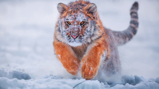 Tiger running snow wild impressionist - fabien charuau free wallpaper