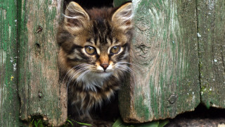 Kitten peeking wooden door grass - a wooden door free wallpaper