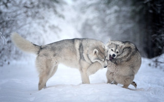 Wolf play snow forest bare - caspar wolf free wallpaper for desktop