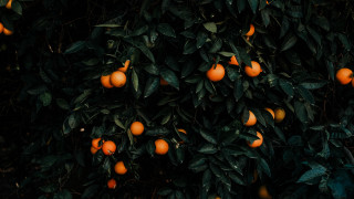 Tree oranges leaves fruits vegetables - the branch free wallpaper