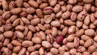 Beans red spots brown top - red spot free wallpaper