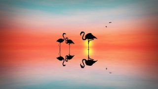 Flamingos sunset water birds silhouette - photography free wallpaper for desktop