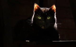 Black cat glowing eyes gothic 4 - a black cat free wallpaper