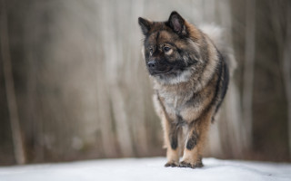 Shiba inu dog snow forest - covered ground free wallpaper