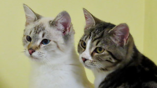 Cats mirror white gray gothic - the other free wallpaper