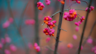 Pink cherry blossoms bokeh macro - a small tree free wallpaper