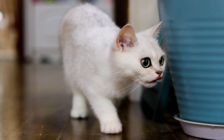 White cat blue pot wood - a white cat free wallpaper