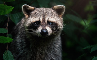 Raccoon leaves forest bamboo nature - a raccoon free wallpaper
