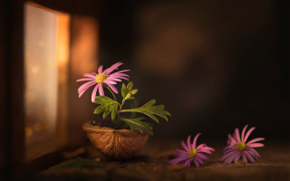 Potted plant pink flowers table - dave melvin free wallpaper