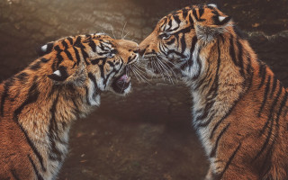 Tiger heads touching zoo sunlight - two tiger free wallpaper