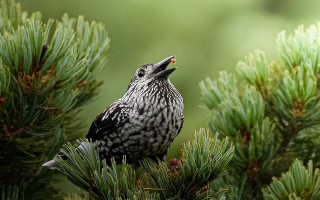 Bird pine tree sky open - a pine tree free wallpaper