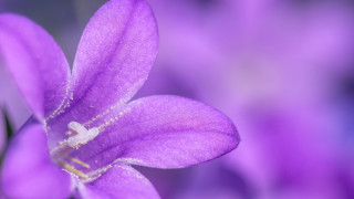 Purple flower closeup butterfly macro - a white center free wallpaper