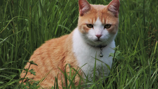 Sad cat field bamboo forest - rule free wallpaper