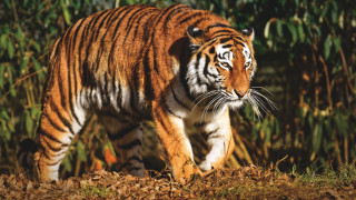 Tiger forest autumn blurry motion - tree and grass free wallpaper