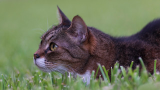 Cat grass tiltshift shallowfocus bird - something free wallpaper for desktop