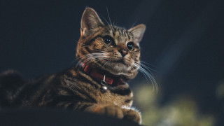 Serious cat collar blue eyes - a collar free wallpaper