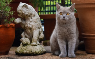 Cat statue potted plant figurine - concrete art free wallpaper
