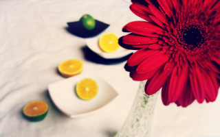 Red flower vase lemons lemon - a white table cloth free wallpaper